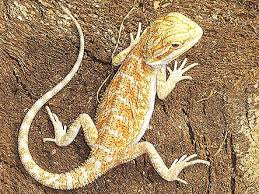 Aquatic turtles for sale online. Bearded Dragons For Sale Bearded Dragon Morphs Xyzreptiles