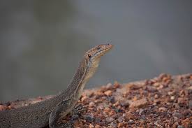 Kenan has new reptile, watch the unboxing of a mertens water monitor lizard for slinky!subscribe: Mertens Water Monitor Photograph By Douglas Barnard