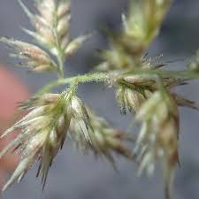 Image result for Enneapogon cenchroides