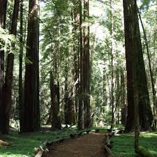 Armstrong Woods Guerneville Ca Sacred Places Sonoma County Ca Favorite Places