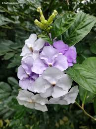 Image result for Pupalia grandiflora