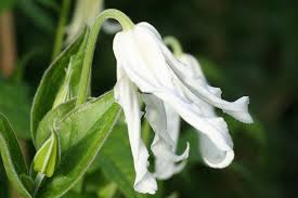 Check spelling or type a new query. Clematis Tub China Purple Clematis Herian