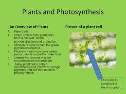 We did not find results for: Plants Plants And Photosynthesis An Overview Of Plants A Plant Cells 1 Unlike Animal Cells Plant Cells Have A Cell Wall Which Provide Structure And Ppt Download