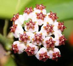 Pin On Hoyas Picts Of The Species I Have