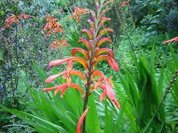 Image result for Chasmanthera