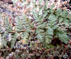 Image result for Cheilanthes hirta