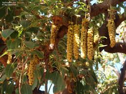 Image result for Phytolacca dioica