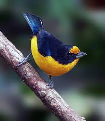 Pin On Bird Photography