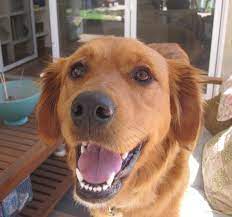 Bay area animal rescue crew (baarc) was born august 2015 from a group of friends with a passion and love for saving animals. Adopt Guinevere On Petfinder Golden Retriever Golden Retriever Rescue Dogs Golden Retriever