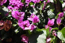 Image result for Nyctaginaceae