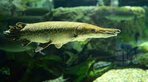 Cara Merawat Ikan Aligator Ikan Buaya Agar Cepat Besar Dan Sehat