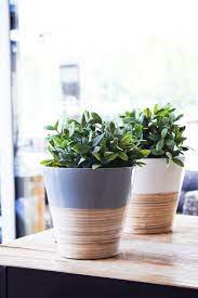 Natural Bamboo Planters Bamboo Planter Planters Planter Pots