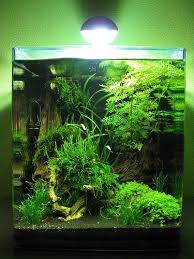 Keptalalat A Kovetkezore Nano Aquascape Aquascape Aquarium Aquarium Fish Tank