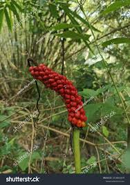 Image result for Anchomanes