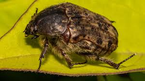 One person hold the end in place, while the other wraps it around. Tree Fruit Insects Usu