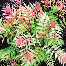 Image result for Sorbaria