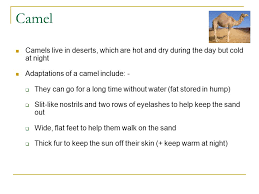 — written humans can only survive a short amount of time without water because the body needs it for almost without water, the body cannot produce sweat. Adaptation Noadswood Science Adaptation To Understand How Plants And Animals Are Adapted For Survival Tuesday April 21 Ppt Download