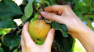 Das klingt komplizierter als es ist, aber ein paar grundlagen solltest du kennen: á… Tipps Und Pflegehinweise Zum Apfelbaum Im Garten
