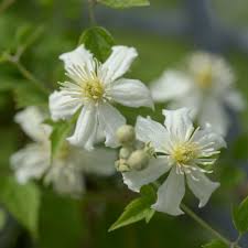 Check spelling or type a new query. Paul Farges Clematis Paul Farges Online Kaufen