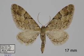 Image result for Eupithecia lanceata