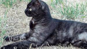 Rub shampoo into the area till you get a lather and rinse it well with the cloth. Black Smoke Tabby Cat Super Pretty Black Smoke Cat Feline Anatomy Cats