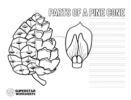 342 x use the download button to view the full image of pine cone coloring pages download, and download it for a computer. Parts Of A Pine Cone Worksheets Superstar Worksheets