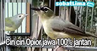 We did not find results for: Sobatlima Com Ciri Ciri Burung Opior Jawa 100 Jantan Cucak Gentong Cipoh Gunung Cucak Jempol Gacor Sobat Lima