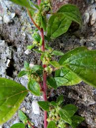 Image result for Parietaria