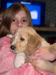 Hello everyone this is my first golden doodle. Her Name is Cookie 🍪 In two  days⏳she will be 3 Months ♥️