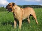 PuppyFind | Bullmastiff Puppies for Sale