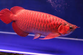 Ikan ini dikenal dengan banyak nama di berbagai daerah: Penghias Interior Rumah Ini 8 Jenis Ikan Predator Untuk Dipelihara Dalam Akuarium Orami