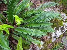 Image result for Lonchitis