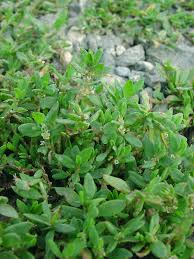 Image result for Polygonum aviculare