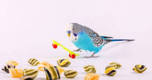 Bird Exercise & Mental Health - Mount Pleasant Veterinary Group