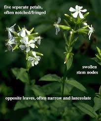 Image result for Caryophyllaceae