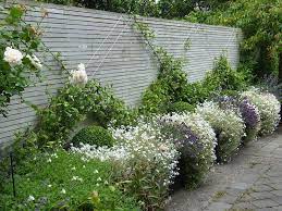 Early Years Under Planted With Cerastium Lavender Garden Gate Design Climbing Plants Garden Fence
