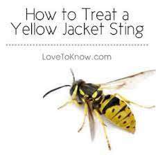 Treatment For A Yellow Jacket Sting Lovetoknow Yellow Jacket Sting Yellow Jacket Sting Remedy Yellow Jacket Sting Treatment