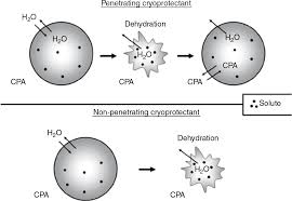 Water diffuses through a semipermeable. Cryobiology Fertility Cryopreservation