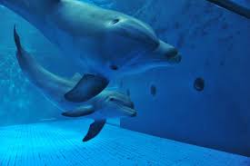 Riapertura Dell Acquario Di Genova Modalita Orari E Prezzi