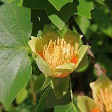 Blossom Tulip Poplar Tree Tulip Poplars Plants