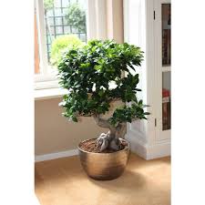 Ficus Microcarpa Ginseng Binnenplanten Kamerplanten Ficus