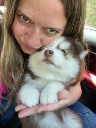 Smart Pomskies and Frenchies