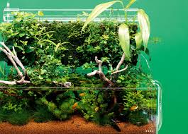 Aqua terrarium planting tank with aquarium is the latest in aquatic ecosystems the beautiful, revolutionary design allows you to grow your favorite live plants together with your fish in one symbiotic environment. Style 01 Dooa