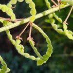 Image result for Desmodium uncinatum