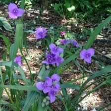Plants range from 12 to 24 inches high and 24 to 30 inches wide. Flowering Plants For Shade Landscaping In North Texas Flowering Shade Plants Shade Plants Dry Shade Plants