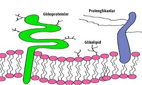 Glikoproteinler Ve Proteoglikanlar Arasindaki Fark Toplubilgi Com