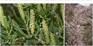 Image result for Afrobrunnichia erecta