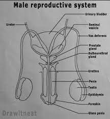 Drag the labels onto the diagram to identify the stages of the life cycle. Questions And Answers On Labeled Unlebled Diagrams Of A Human Cell Questions And Answers On Labeled Unlebled Diagrams Of A
