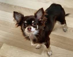 You might wonder what the perfect dog names starting with c. 100 Girl Dog Names That Start With C The Paws