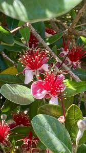 Image result for Fadogia variifolia